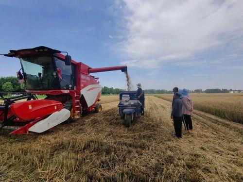 小麦收割机作业视频,小麦收割机高效作业现场直击