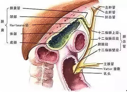 神经系统体格检查视频完整版,全面掌握临床技能