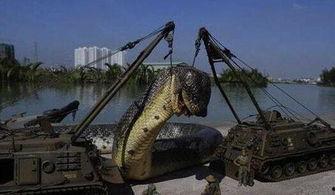 蟒蛇吃大象视频,惊心动魄的捕食瞬间